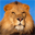 Free Lions Screensaver 1.0