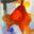 Free Goldfish Screensaver 1.0